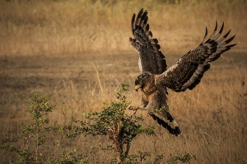 Home 1280px crested serpent eagle spilornis cheela