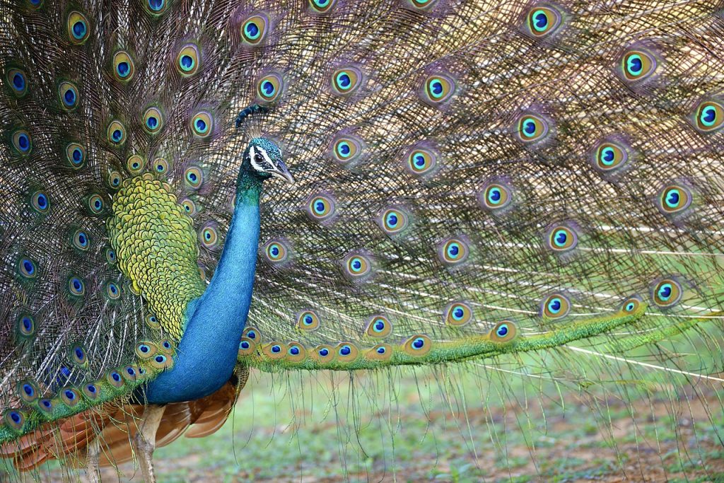 Home 1280px peacock portrait in yala national park