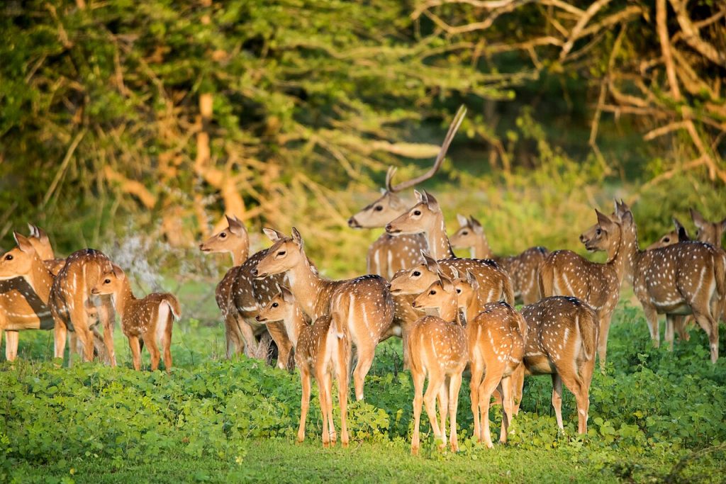 Home a group of deers