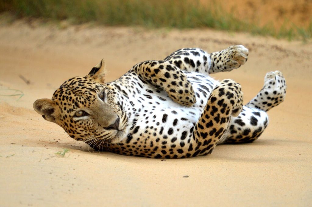 Home leopard in yala national park