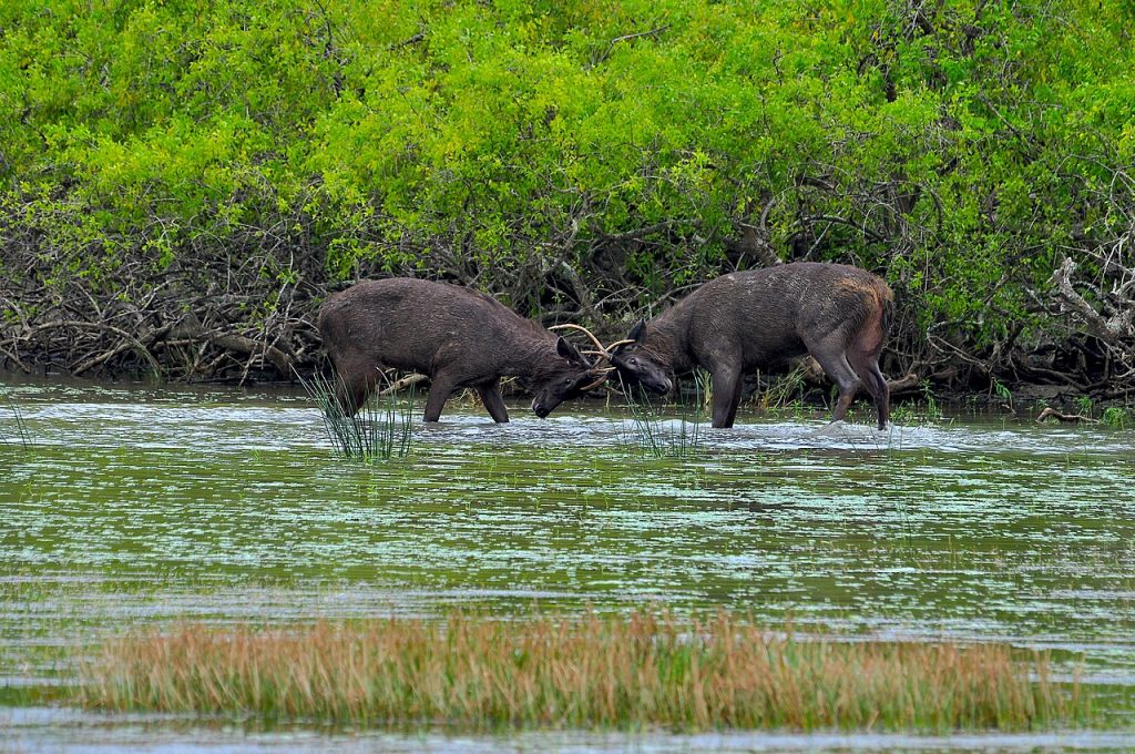 Home sambur deer fighting in yala national park