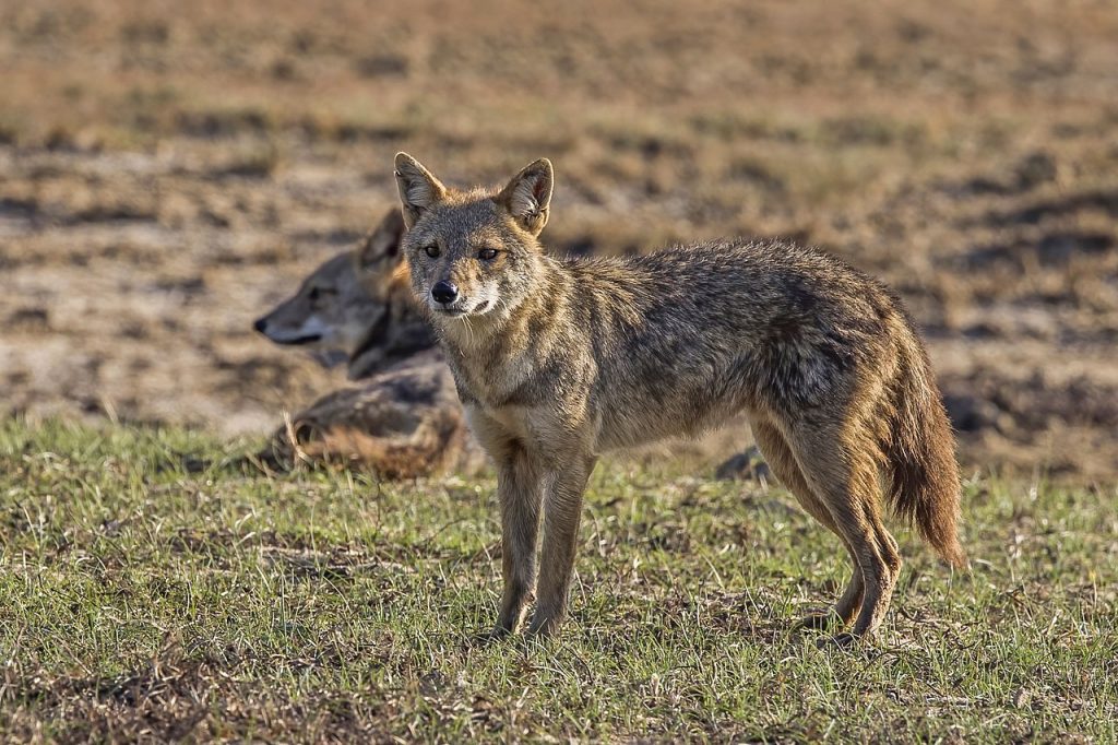 Home sri lankan jackals (canis aureus naria) male and pregnant female 1