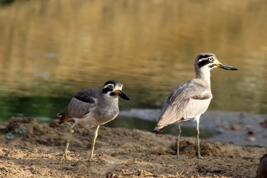 Home thimindu 2009 09 27 yala great stone curlew 1