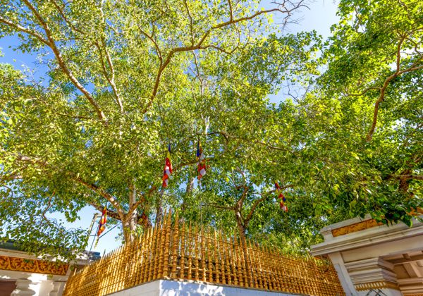Home jayasrimaha bodhi