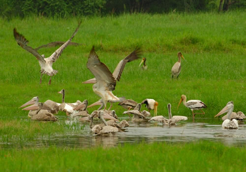 Home minneriya national park 3