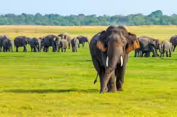 Home minneriya national park
