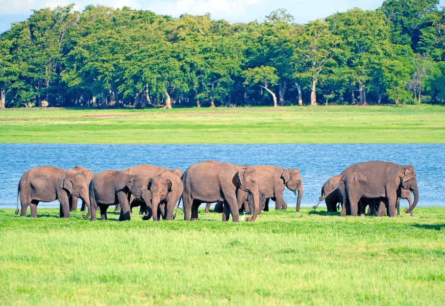 Home minneriya national park