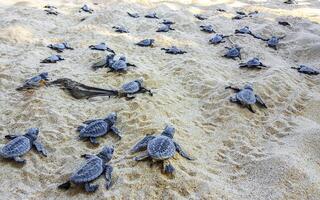 Home small baby turtles crawl out sand mirissa beach sri lanka photo