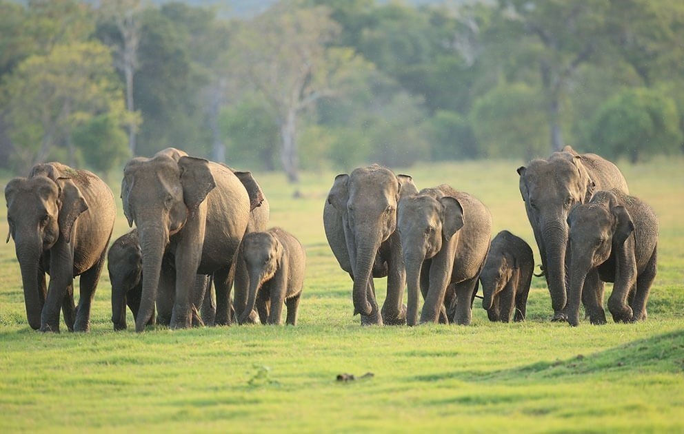 Home udawalawe national park 4 hours private safari tour m8bs7