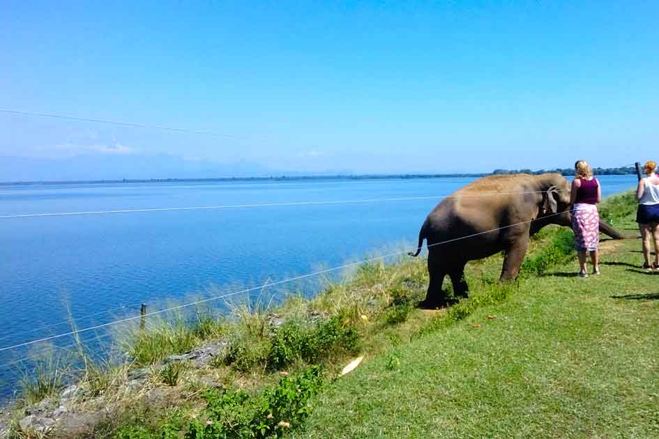 Home udawalawe national park sri lanka 945x630