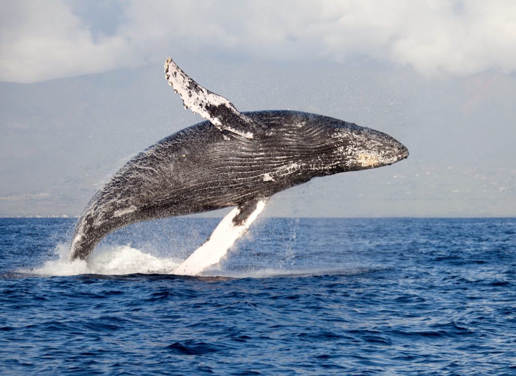 Home where to go whale watching humpback oregon 1522419413