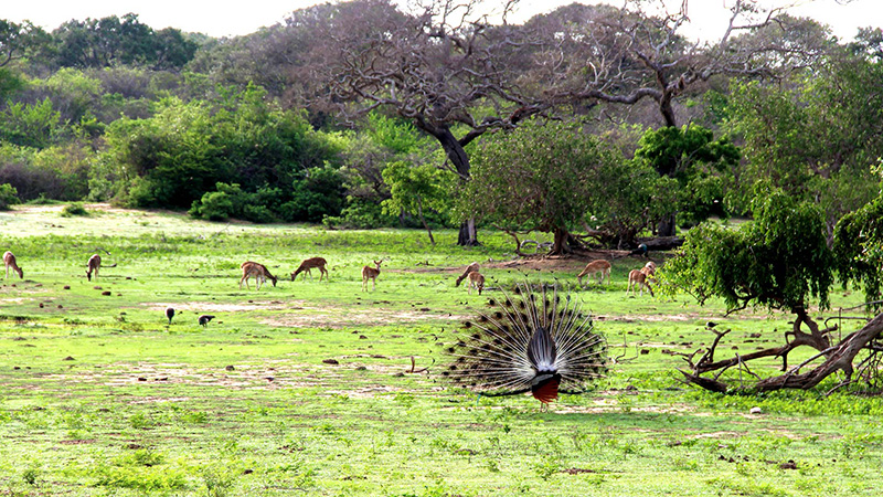 Home wildlife in yala national park 63578